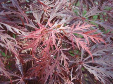 Geschlitzter Blut-Fächerahorn (Acer palmatum Dissectum Garnet) - ein japanischer Ahorn mit rotem Laub