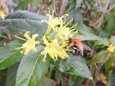 Nahaufnahme der gelben Blüte der Diervillie