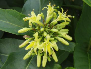 Diervillie - Nahaufnahme der gelben Blüte