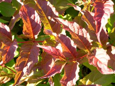 Beginnende Herbstfärbung bei Diervilla sessilifolia