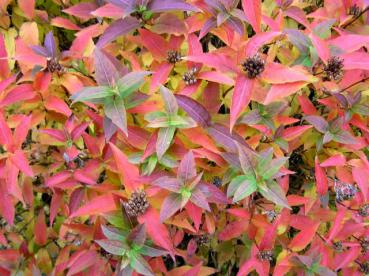 Tolles rotes Herbstlaub bei Diervilla sessilifolia