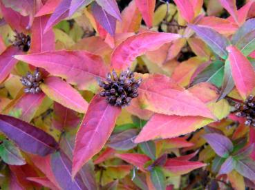 Buntes Herbstlaub und Fruchtstand der Dierville