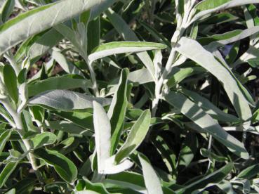 Elaeagnus angustifolia - Smalbladig silverbuske