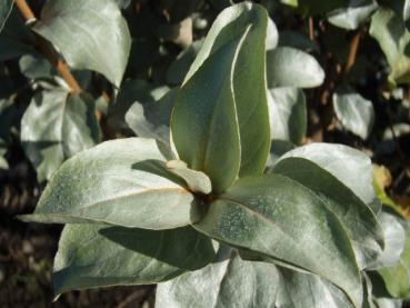 Elaeagnus commutata: Triebspitze im September