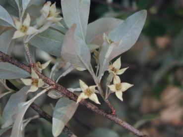 Silberölweide Zempin - Elaeagnus commutata Zempin