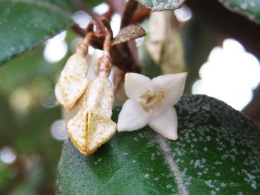 Bezaubernd duftende Blüten der Elaeagnus ebbingei