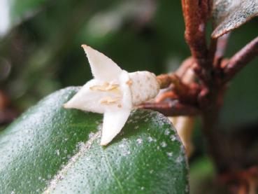 Cremeweiße Blüte der Elaeagnus ebbingei