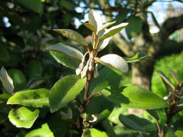 Wintergrüne Ölweide: Knospen und Blätter