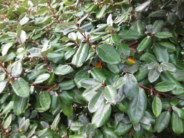 Elaeagnus ebbingei - grün glänzende Blätter