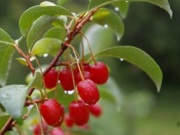 Elaeagnus multiflora - Essbare Ölweide