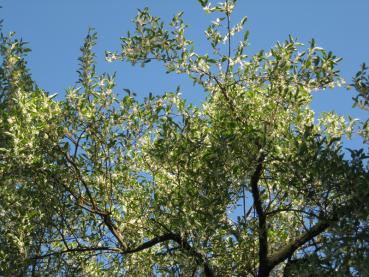 Essbare Ölweide in voller Blüte