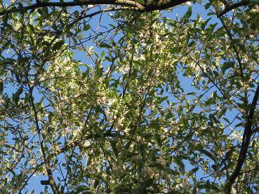 Im Mai erblühen die zahlreichen weißgelben Blüten der Essbaren Ölweide.