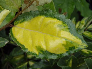 Einzelblatt von Elaeagnus pungens Maculata