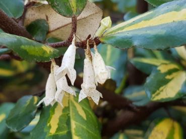 Elaeagnus pungens Maculata in Blüte