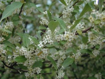 Korallen-Ölweide in Blüte