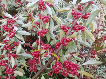 Elaeagnus umbellata mit herbstlichen Beerenschmuck