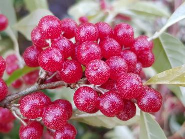 Sehr starker Fruchtbehang bei Elaeagnus umbellata