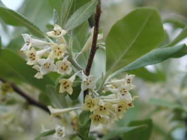 Korallen-Ölweide - strak duftende Blüten