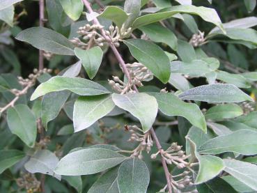 Silbriges Laub und reifende essbare Früchte von Elaeagnus umbellata