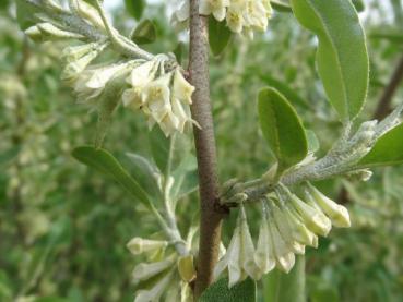 Duftende Blüten der Elaeagnus umbellata - Korallen-Ölweide