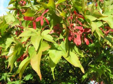 Japanischer Fächerahorn Osakazuki - Acer palmatum Osakazuki