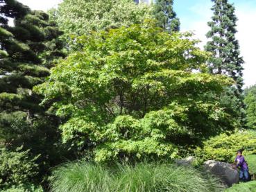 Altes Exemplar von Acer palmatum Osakazuki