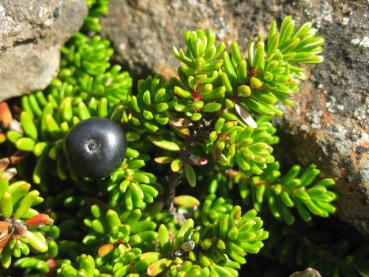 Empetrum nigrum - Krähenbeere, Rauschbeere