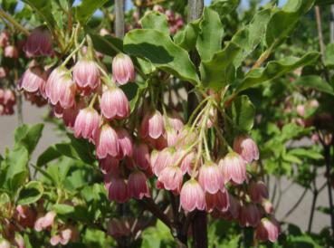 Prachtglocke - Enkianthus campanulatus