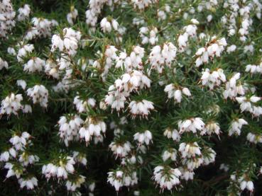 Schneeheide - Erica carnea Snow Queen