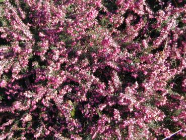 Erica carnea Vivellii