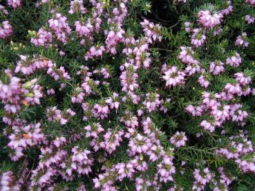 Winterheide Winter Beauty - Erica carnea Winter Beauty