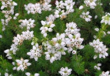 Grauheide weiß - Erica cinerea Alba