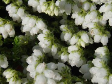 Erica tetralix Alba - Glocken- oder Moorheide weiß