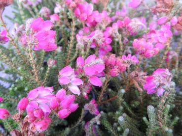 Glocken- oder Moorheide, rot - Erica tetralix Con Underwood