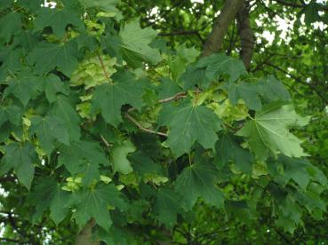 Acer platanoides - Skogslönn