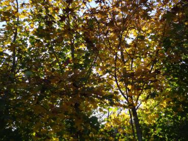 Das Licht fällt schön durch das Herbstlaub des Spitzahornes