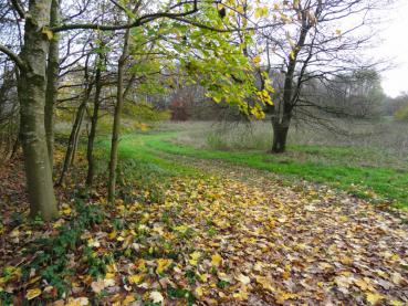 Herbstlicher Spitzahorn (Aufnahme aus Mitte November)