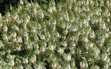 Erica vagans Lyonesse - Trauben- oder Cornwallheide weiß