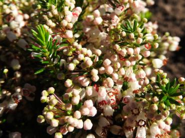 Zartrosa Knospen der Erica vagans Lyonesse
