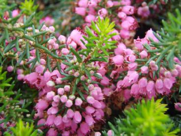 Trauben oder Cornwallheide rosa - Erica vagans St. Keverne