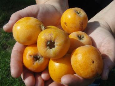 Eriobotrya japonica - Wollmispel, Loquat