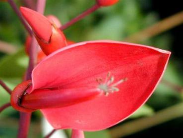 Korallenbaum - Erythrina crista-galli Compacta