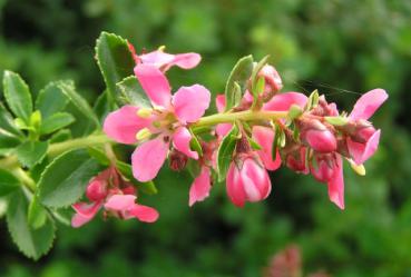 Escallonia Dart´s Rosyred