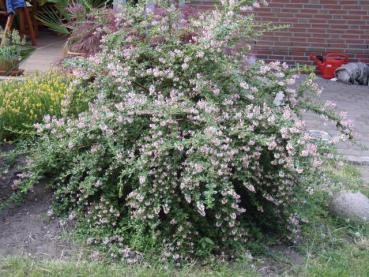 Escallonia Donard Seedling