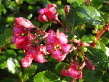 Escallonia Red Dream