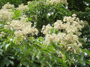 Der Tausendblütenbaum mit sommerlichen Blütenflor