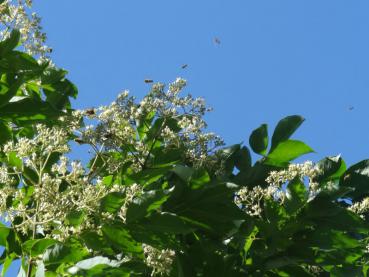 Euodia hupehensis, stets von Bienen umflogen