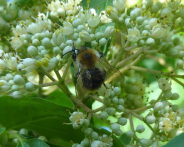 Euodia hupehensis