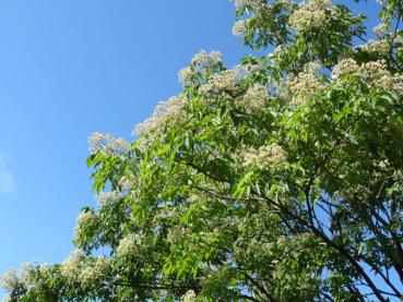 Euodia hupehensis - weiße Blütenrispen im Spätsommer