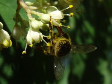 Von Imkern geliebt, der Bienenbaum (Euodia hupehensis)